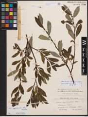 Salix bicolor Ehrh. ex Willd.